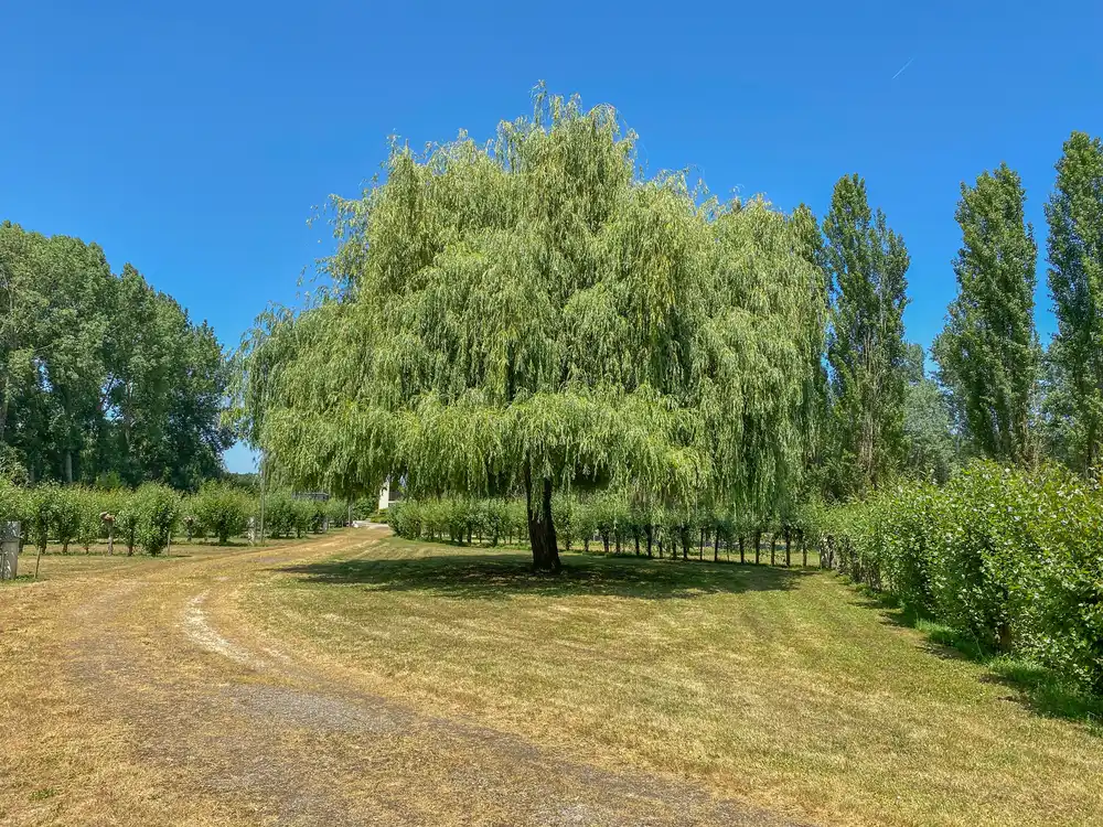 camping marais poitevin