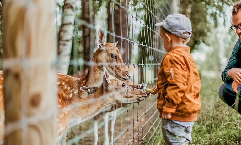 Découvrir Le Zoo de Chizé