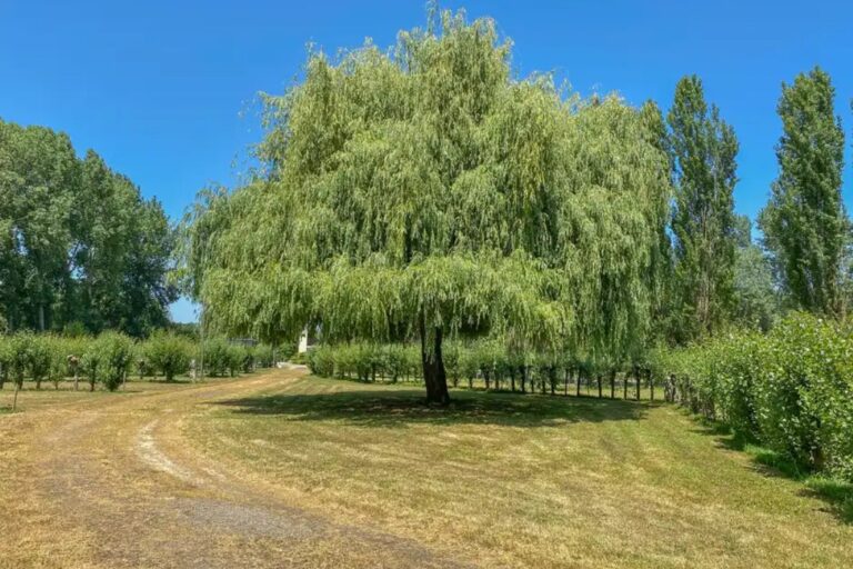 Forêt de Mervent