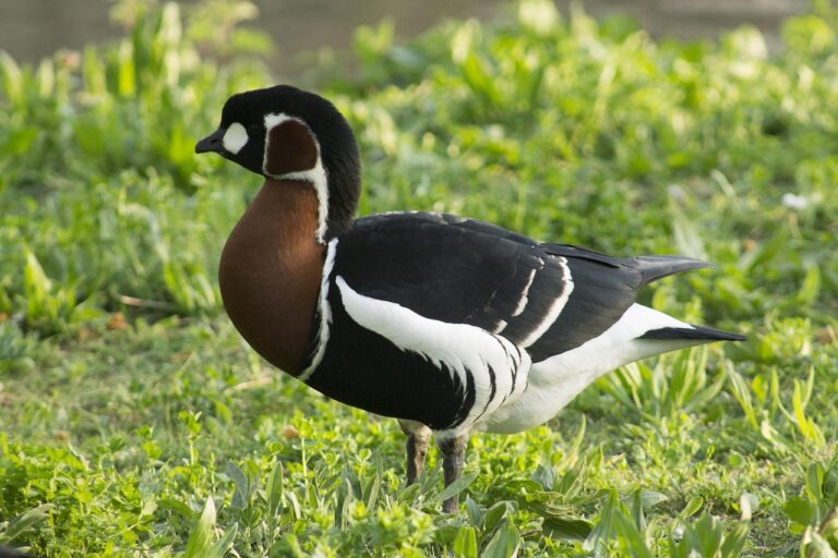 Une bernache à cou roux évoluant paisiblement dans le Parc Naturel Régional du Marais Poitevin.
