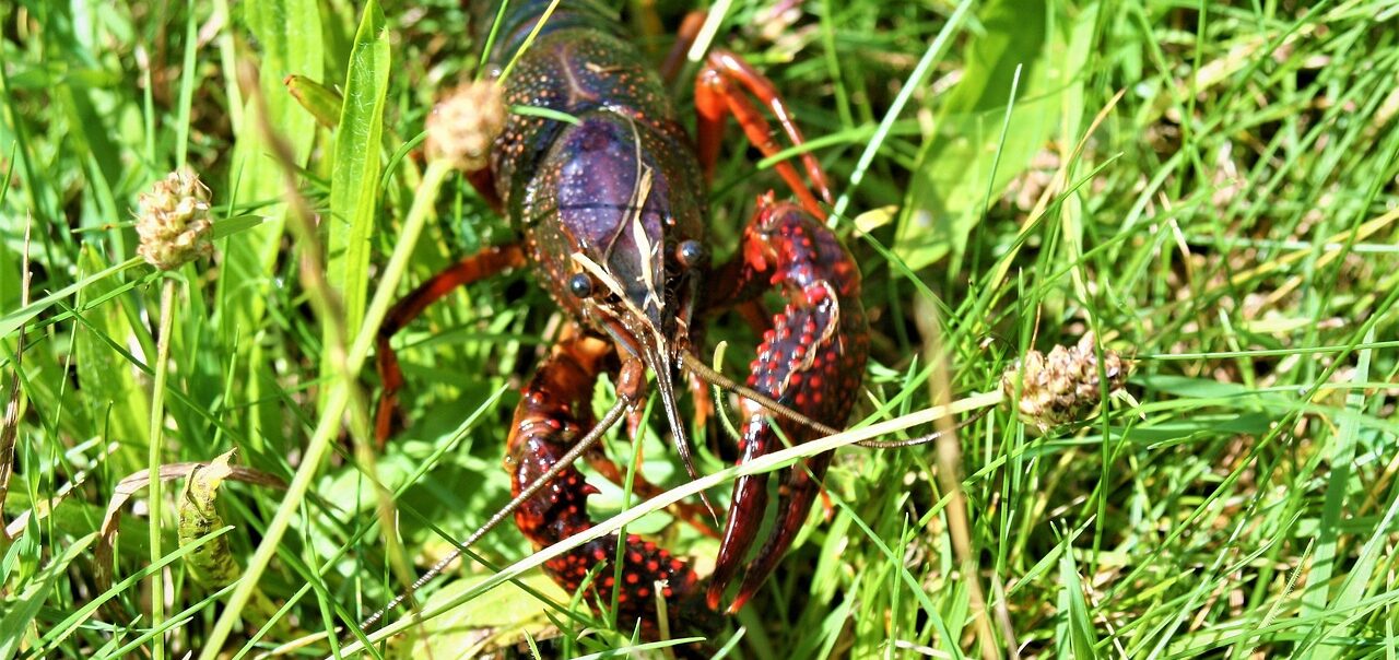 Une écrevisse du Marais Poitevin, identifiable par ses pattes rouges et son corps tacheté, se déplace parmi la végétation dense du marais, illustrant son rôle crucial dans l'écosystème local.