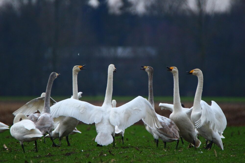 Un groupe de cygnes se tenant debout sur une pelouse verte au bord du Marais Poitevin.