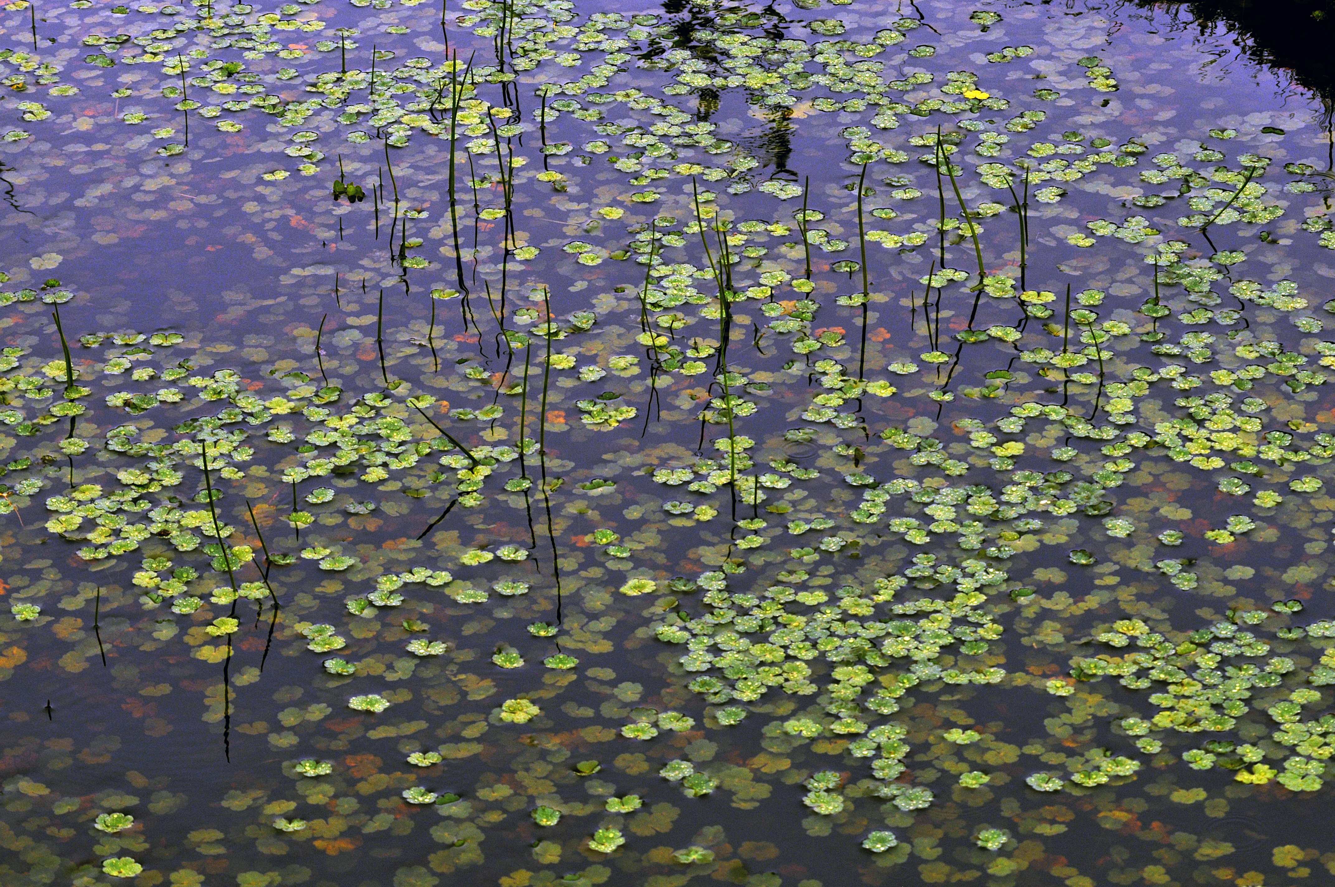 Des feuilles flottantes et des tiges émergent de l'eau calme du Marais Poitevin.