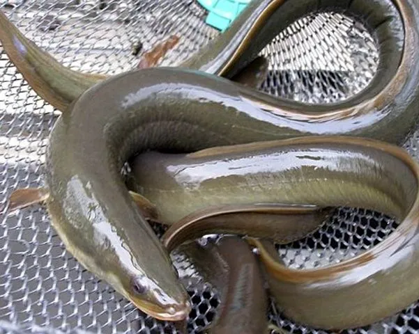 anguille marais poitevin