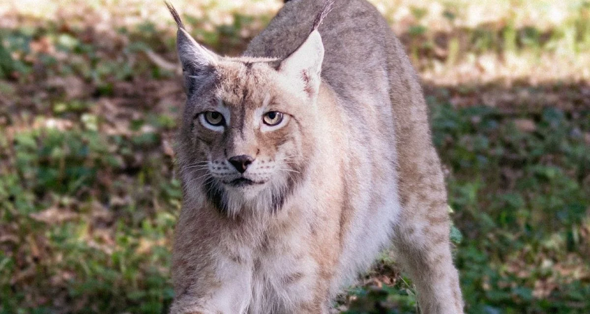 lynx zoodysee chize 79