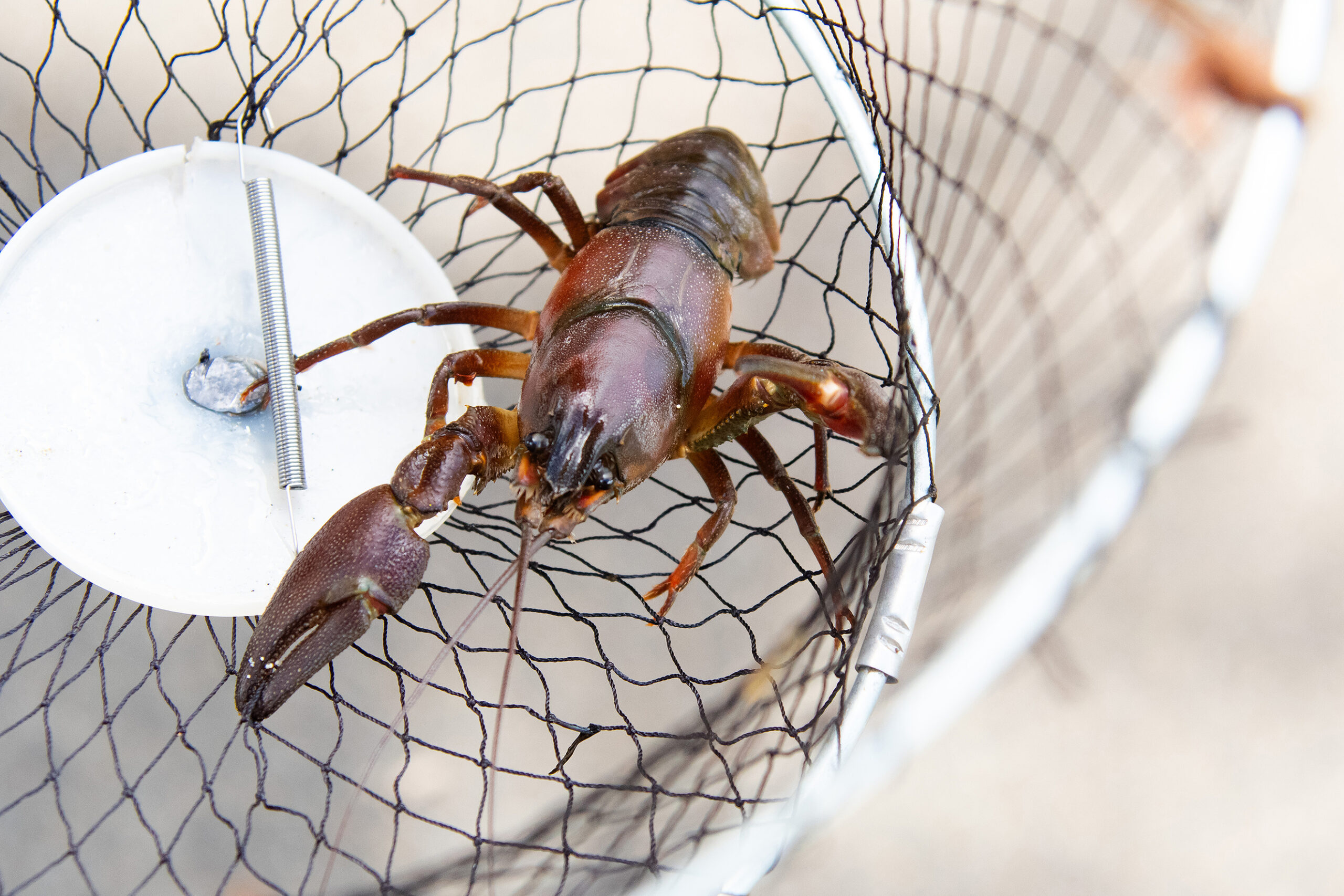 peche ecrevisse marais