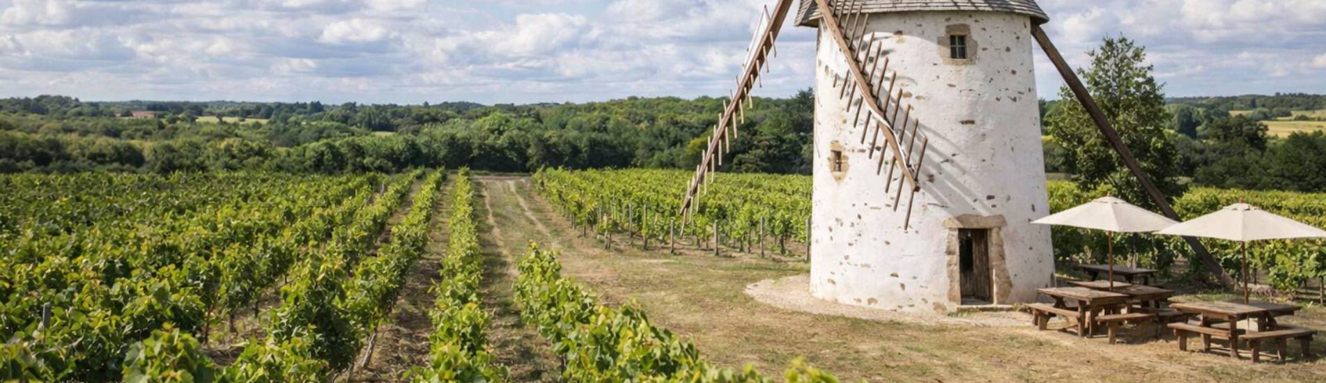 Vignoble Mareuil sur Lay (6)